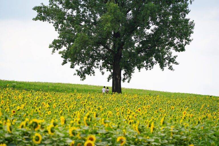 Sustainable Dining: Supporting Farm-to-Table and Local Food Movements